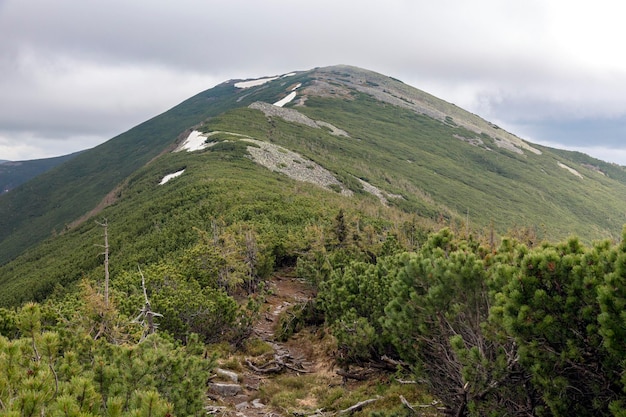 Evergreen pines yellow Moss and lichen fungus on the stones in the mountains View around Great Syvulya Sywula the highest peak of Gorgany