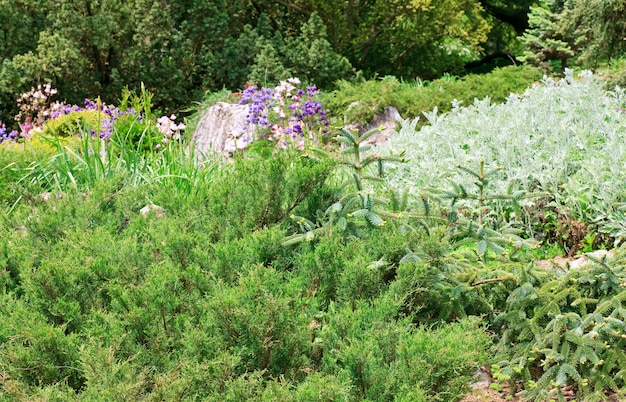 Evergreen plant and colorful flowers in spring park