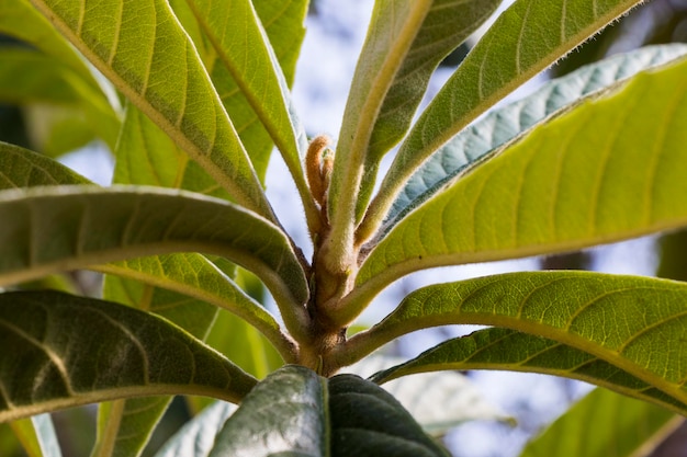 Evergreen tree close-up, daylight