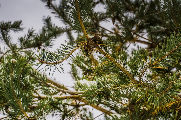 Evergreen tree under snow