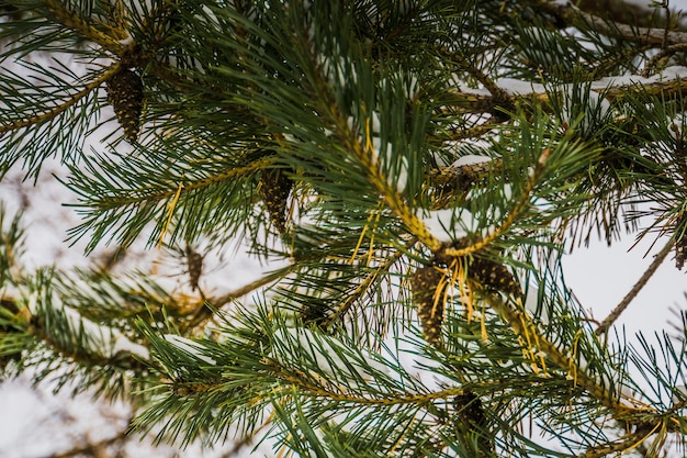 Evergreen tree under snow