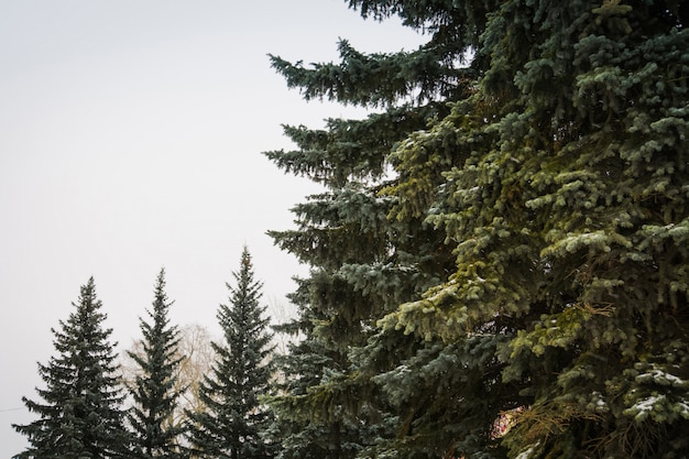 Evergreen trees in winter