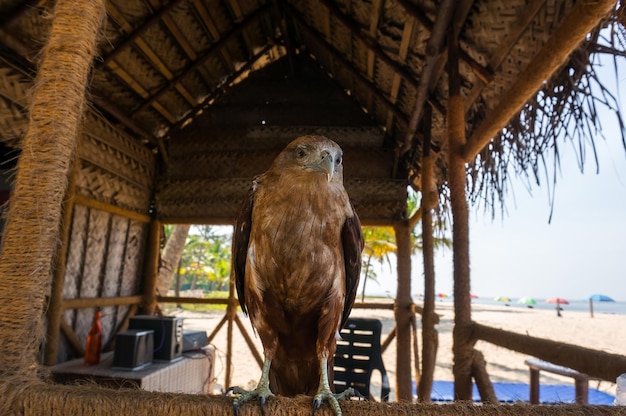 Evil flightless eagle as a pet for entertainment