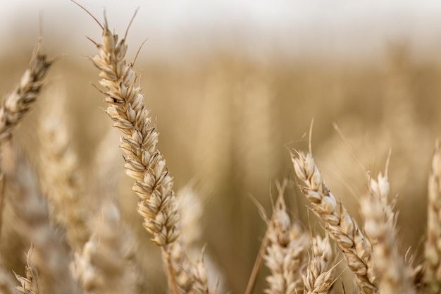 Evocative Macro Detail of Natural Organic Mature Barley Spike