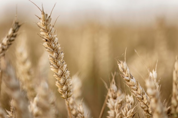 Evocative Macro Detail of Natural Organic Mature Wheat Spike