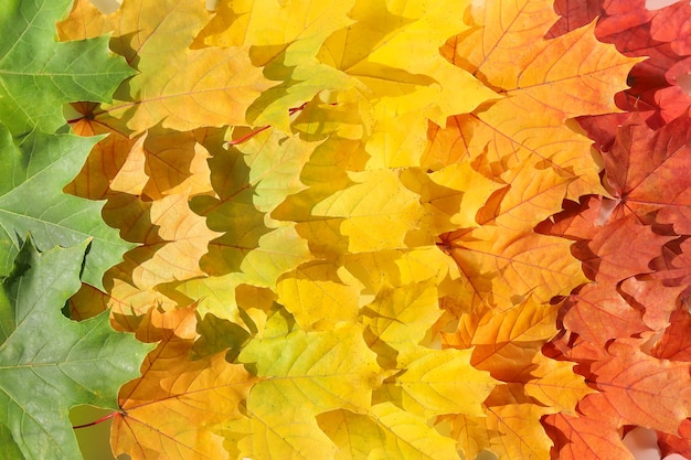 Exactly arranged bright maple leaves of different colors