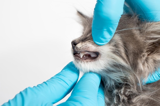 Examination of milk teeth in a 1 or 2 month old kitten Dentistry for cats place for text