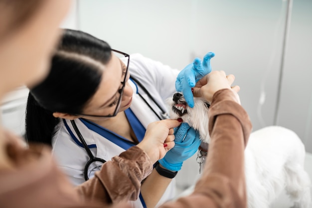 Examining teeth. Dark-haired vet wearing gloves examining teeth of little white dog