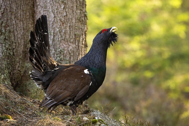 Excited western capercaillie lekking on a ground near tree in autumn forest