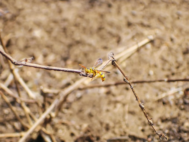 Executioner wasp on branch