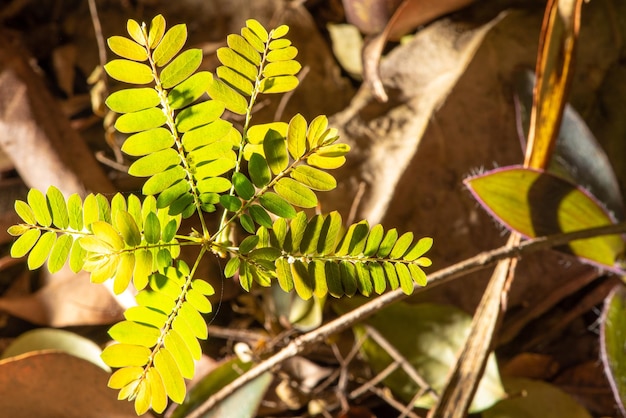 Existing foliage in a beautiful park in a small town in Brazil natural light selective focus