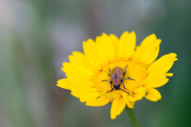 Exosoma lusitanicum, yellow flower