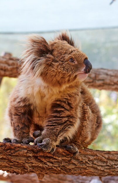 Exotic animal - Koala sits on a tree