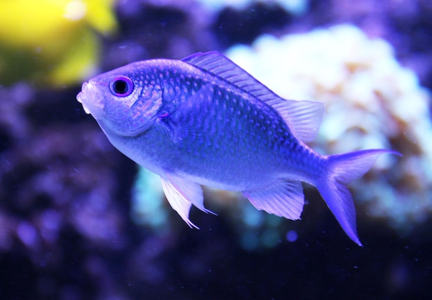 Exotic aquarium fish