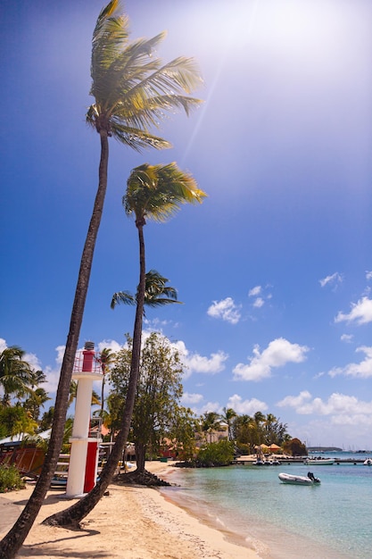 Exotic beach for relaxation with sun loungers among palm trees on island of Martinique in Caribbean