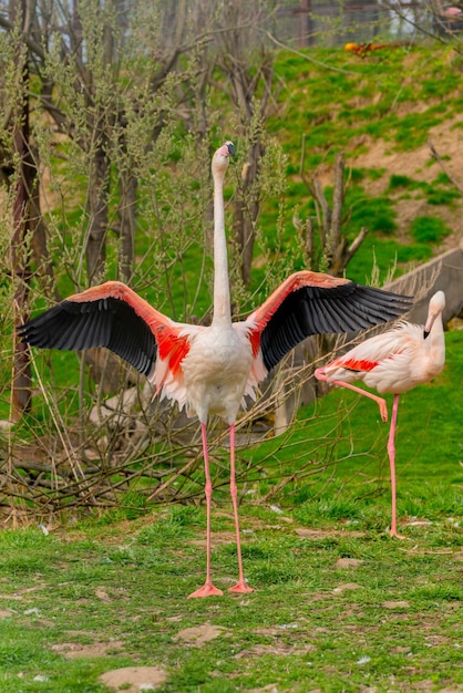 Exotic beautiful flamingo bird World of wild birds