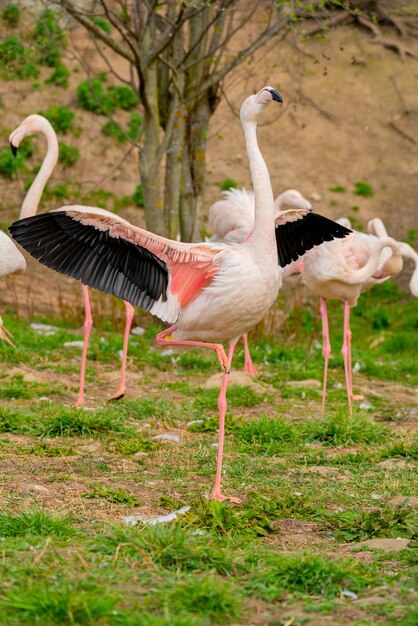 Exotic beautiful flamingo bird World of wild birds