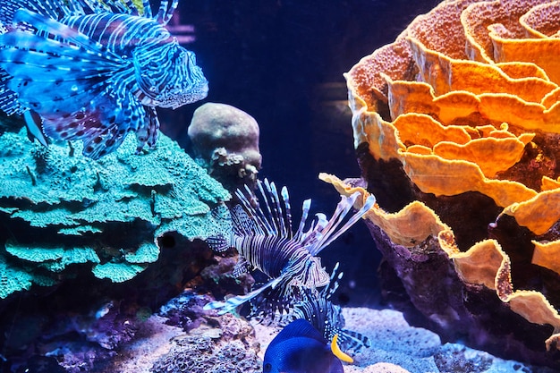 Exotic fish in the Red Sea aquarium swim between glowing corals in the dark