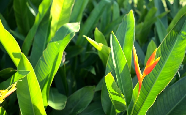 Exotic flower bird of paradise strelitzia crane flower Natural flower background Green leaves