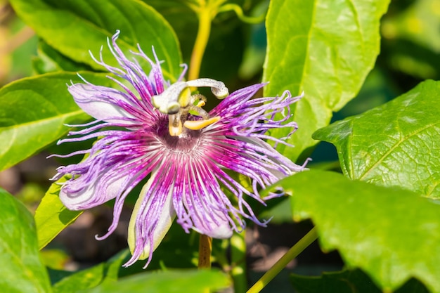 Exotic flower of passion fruit in blossom on the tree