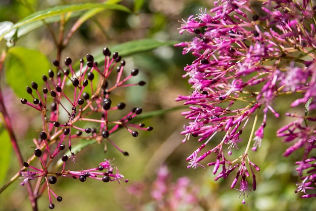 Exotic flowers from costa rica red black