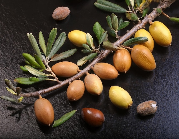 Photo exotic fruits and nuts of the argan tree closeup on branch against black background