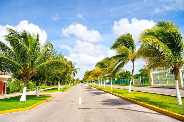 Exotic highway grey road with green palm trees in sunny windy weather outdoor on blue sky with white clouds background