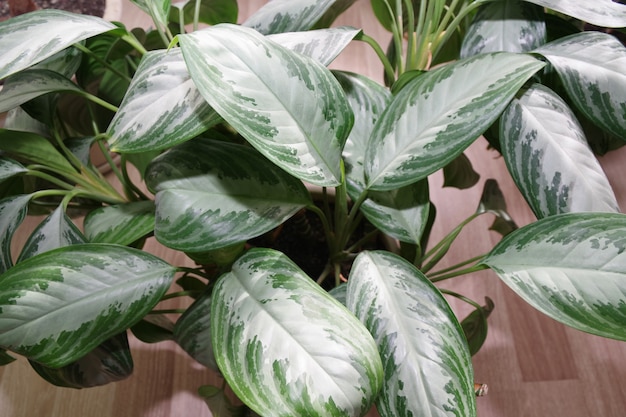 exotic houseplant dieffenbachia in pot closeup of a green dieffenbachia leaves