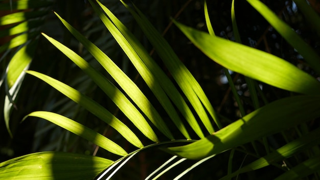 Exotic jungle rainforest tropical atmosphere. Palm fresh juicy frond leaves in amazon forest or garden. Contrast dark natural greenery lush foliage. Evergreen ecosystem. Paradise aesthetic background