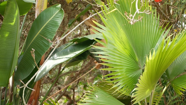 Exotic jungle rainforest tropical juicy palm tree leaves, amazon forest, greenery lush foliage.