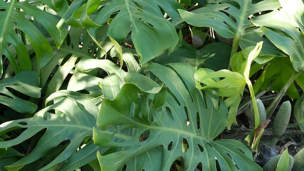 Exotic monstera jungle rainforest tropical atmosphere. Fresh juicy frond leaves, amazon dense overgrown deep forest. Dark natural greenery lush foliage. Evergreen ecosystem. Paradise calm aesthetic