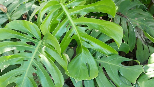 Exotic monstera jungle rainforest tropical atmosphere fresh juicy frond leaves amazon dense overgrown deep forest dark natural greenery lush foliage evergreen ecosystem paradise calm aesthetic