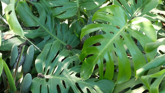 Exotic monstera jungle rainforest tropical leaves, amazon forest. Dark greenery, lush foliage. 