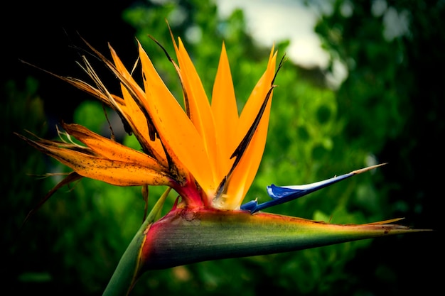 Exotic orange flower Strelitzia Bird of Paradise flower in South Africa