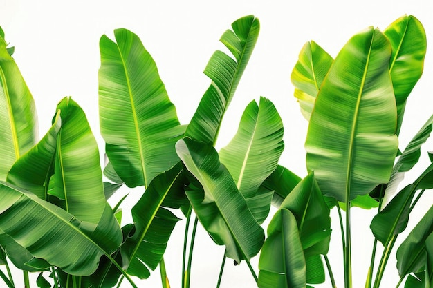 Exotic palm tree leaves in sunlight on white background with visible texture Symbol of pollution fre