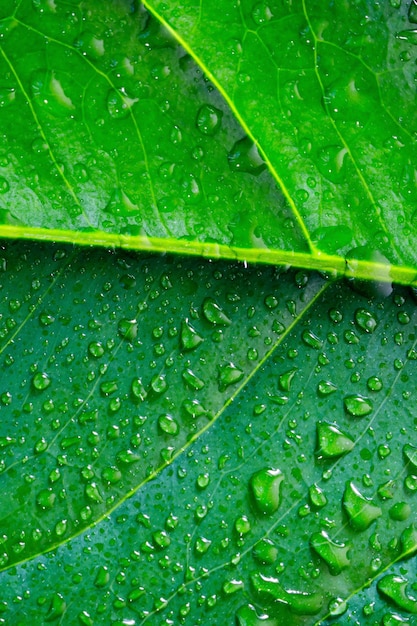 Exotic plant leaf with water drops closeup