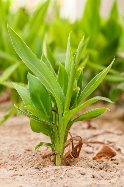 Exotic plant outdoors on a sunny day, closeup