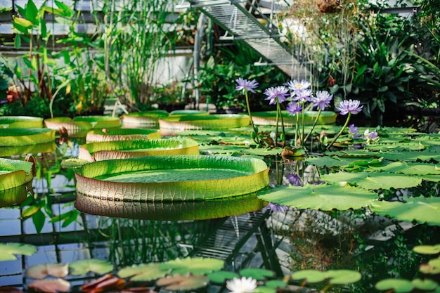 exotic plants in a greenhouse in a botanical garden