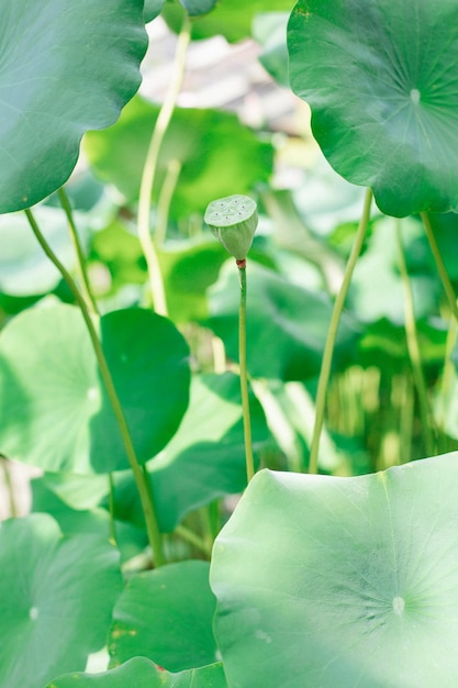 exotic plants in a greenhouse in a botanical garden