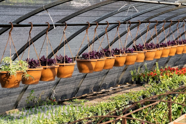 Exotic plants grow in brown pots hanging on wires in nursery garden with protective film roof