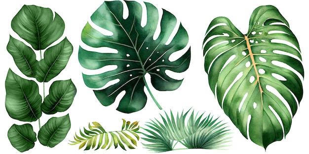 Exotic plants palm leaves monstera on an isolated white background watercolor illustration Botanic