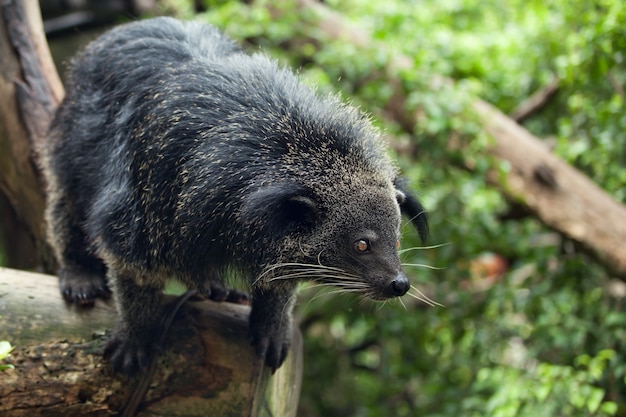 Exotic, rare and amusing animal - binturong