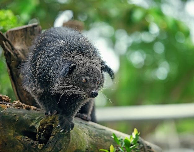 Exotic, rare and amusing animal - binturong