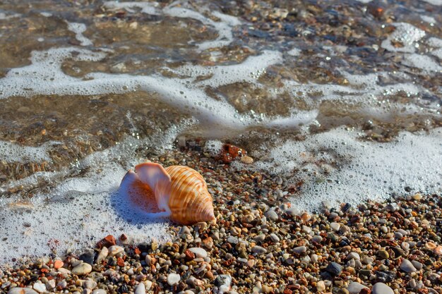 Exotic shell in the sand on the beach. Waves with foam blue  sea on a sunny sandy beach in resort on summer vacation rest.  