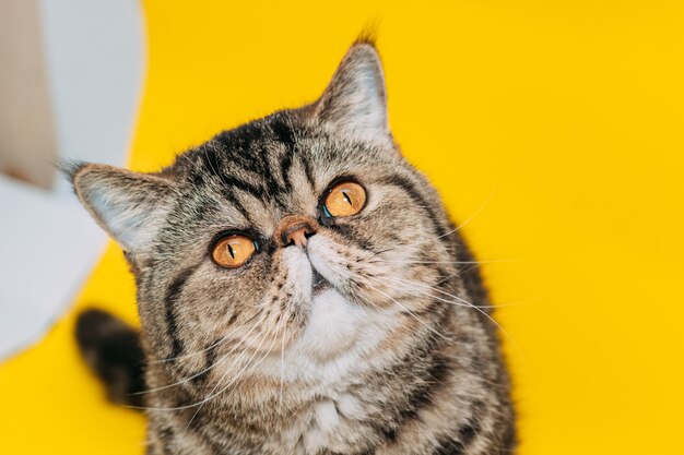 Photo exotic shorthair cat with yellow eyes on a yellow background. tabby