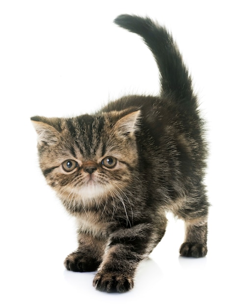 exotic shorthair kitten