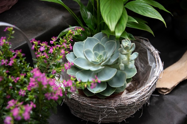 Exotic succulent plants Evergreen Echeveria Perle von Nurnberg rosette of blue and green leaves Succulent cactus growing in a pot in the garden Scandinavian modern home decoration