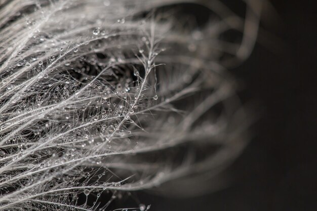 Exotic texture feathers background closeup bird wing Dark feathers for design and pattern