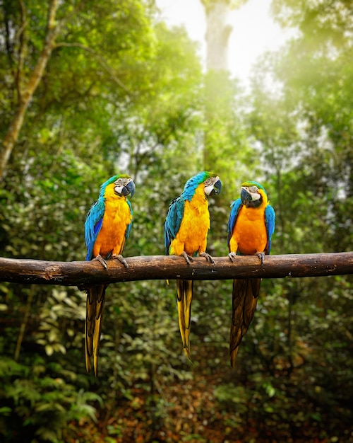 Exotic travel concept background BlueandYellow Macaw Ara ararauna also known as the BlueandGold Macaw on branch in tropical forest