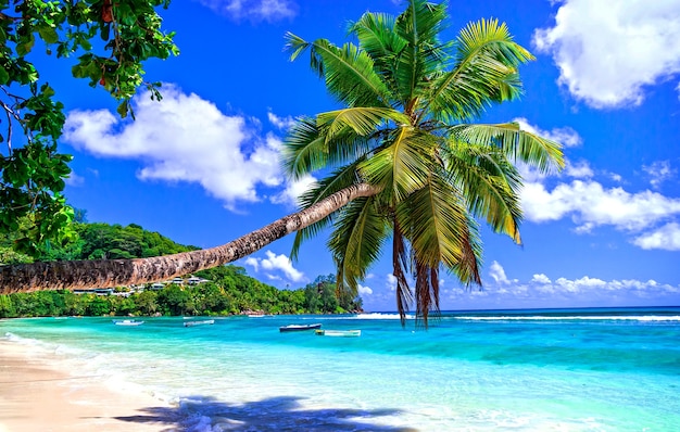 Exotic tropical beach scenery from dreams